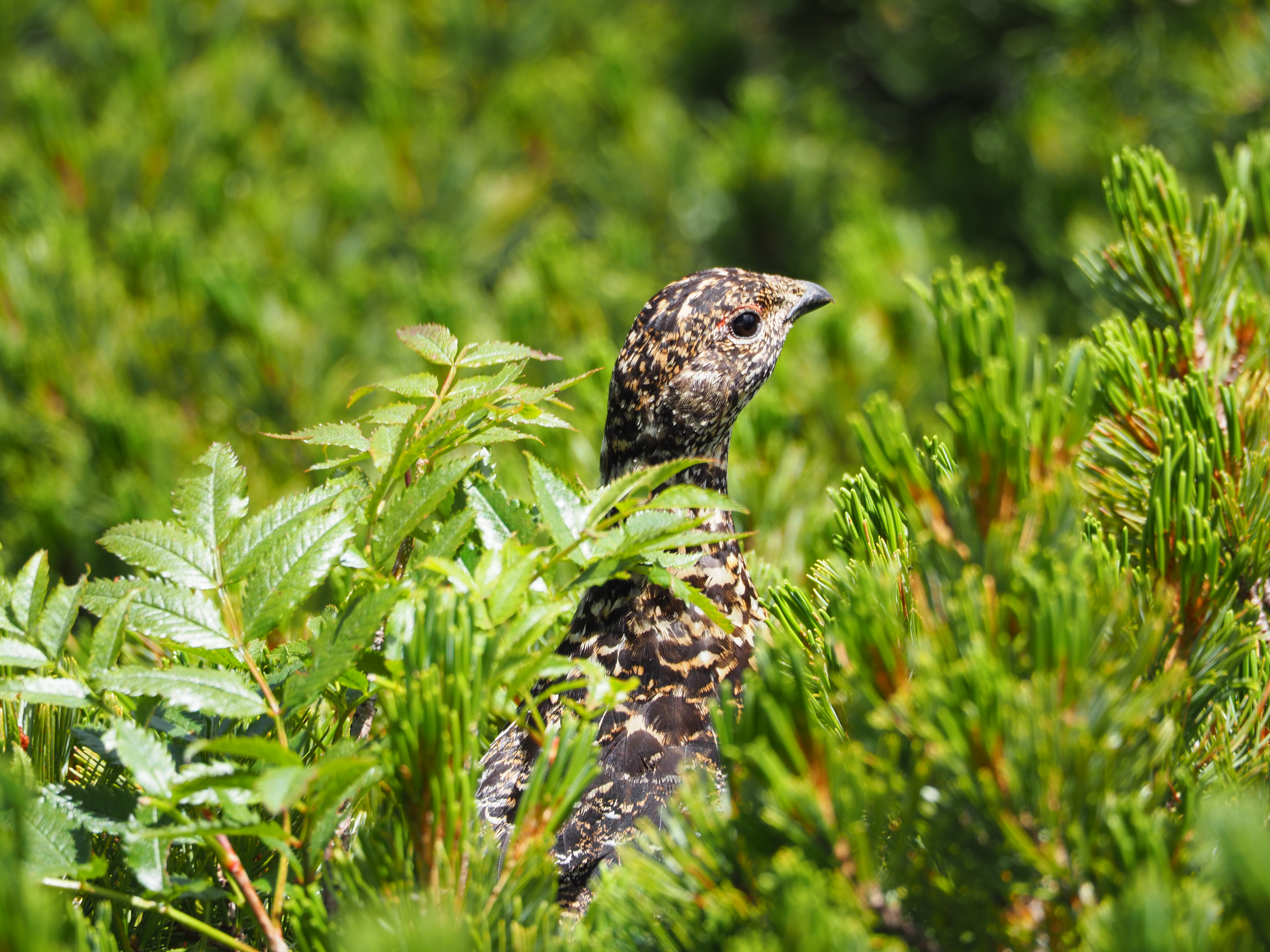 中央アルプス雷鳥サポーターズクラブ