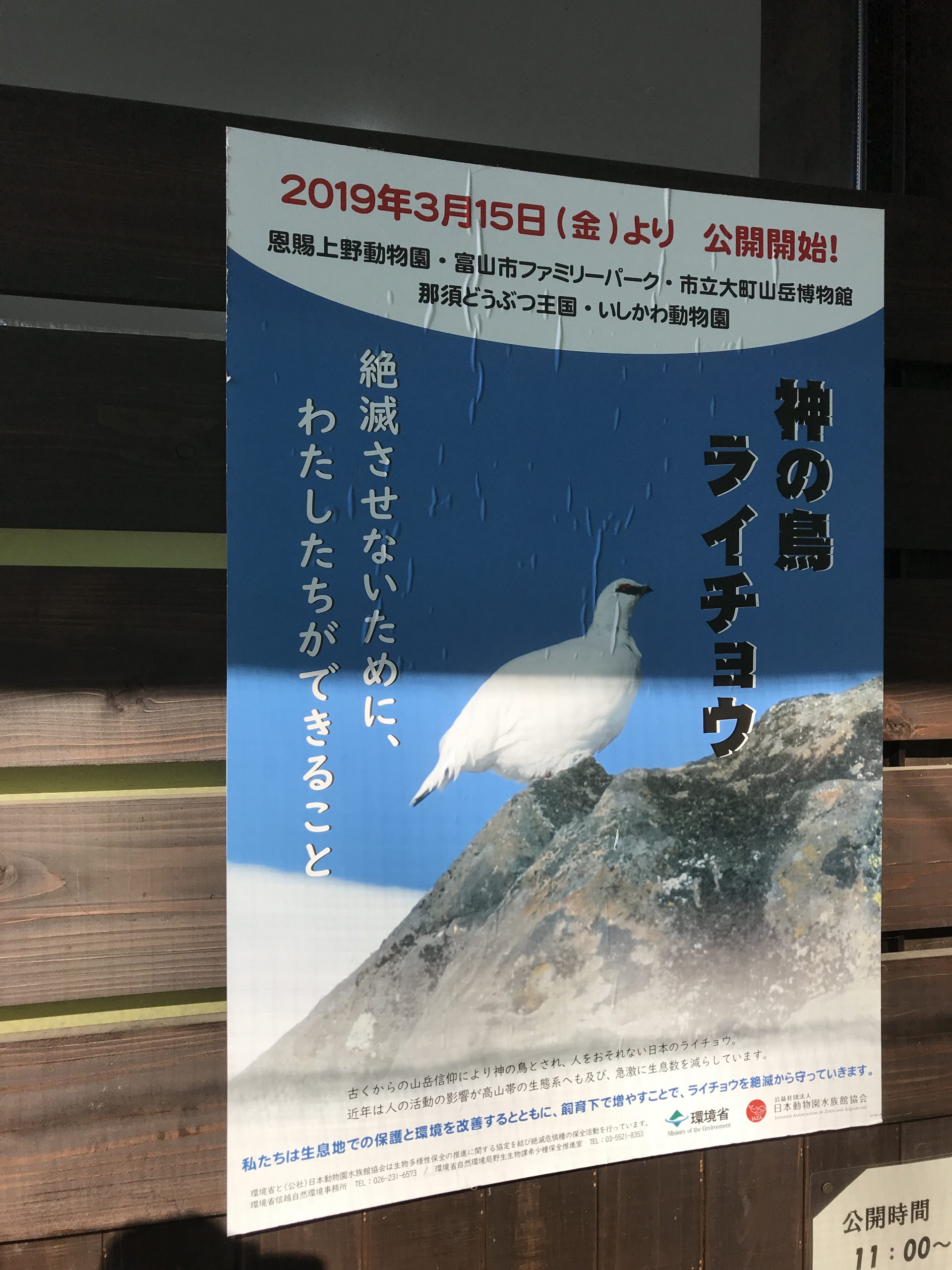 大町山岳博物館にて 白いライチョウ 見学 中央アルプス雷鳥サポーターズクラブ