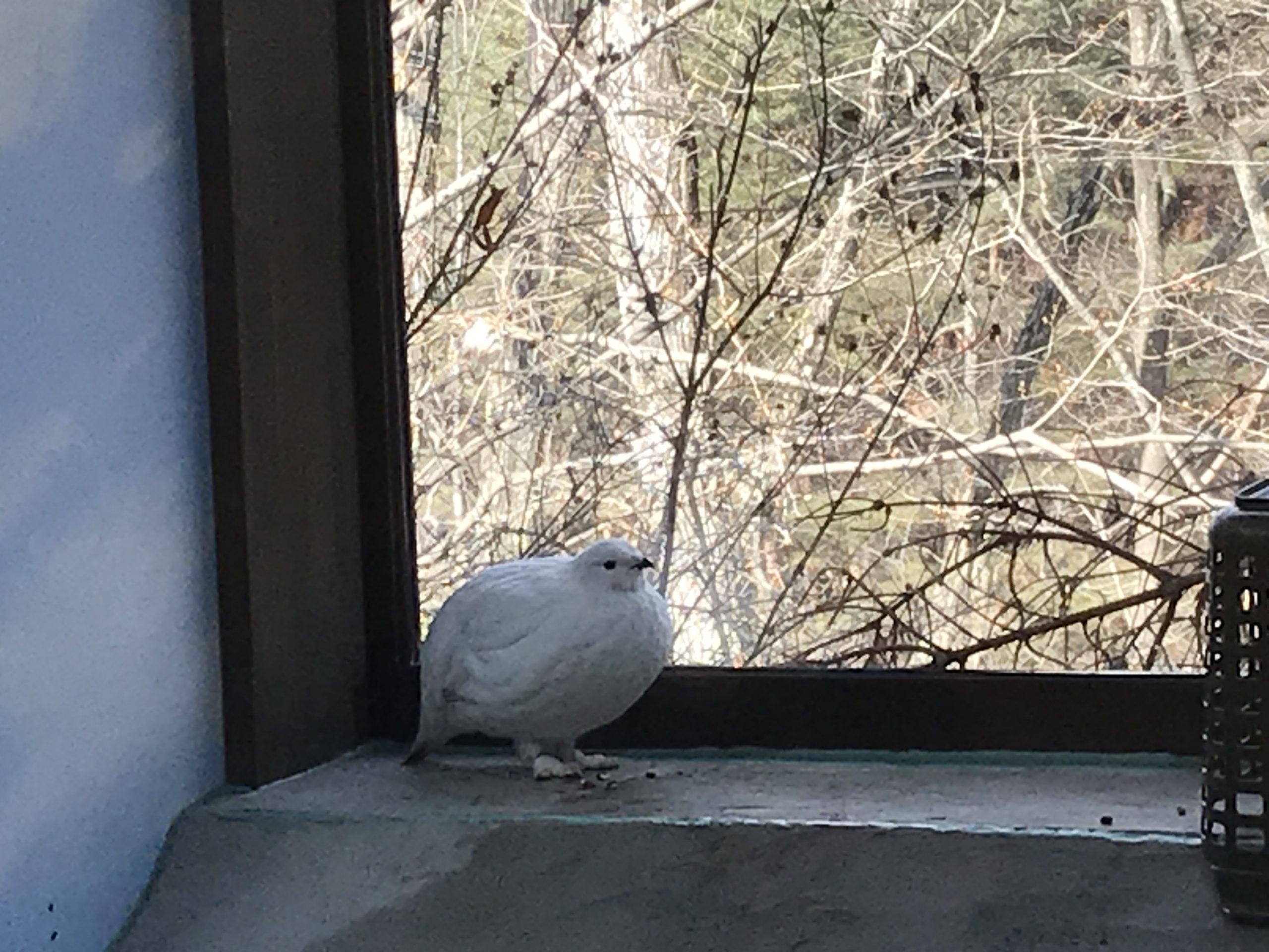 大町山岳博物館にて 白いライチョウ 見学 中央アルプス雷鳥サポーターズクラブ